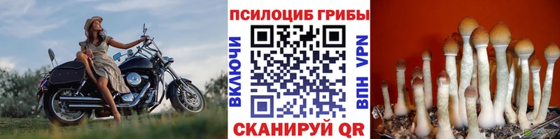 наркота Семёнов OMG вход Галлюциногенные грибы мицелий